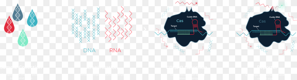 Internal Splint Pairing Expression Cassette Translation Free Transparent Png