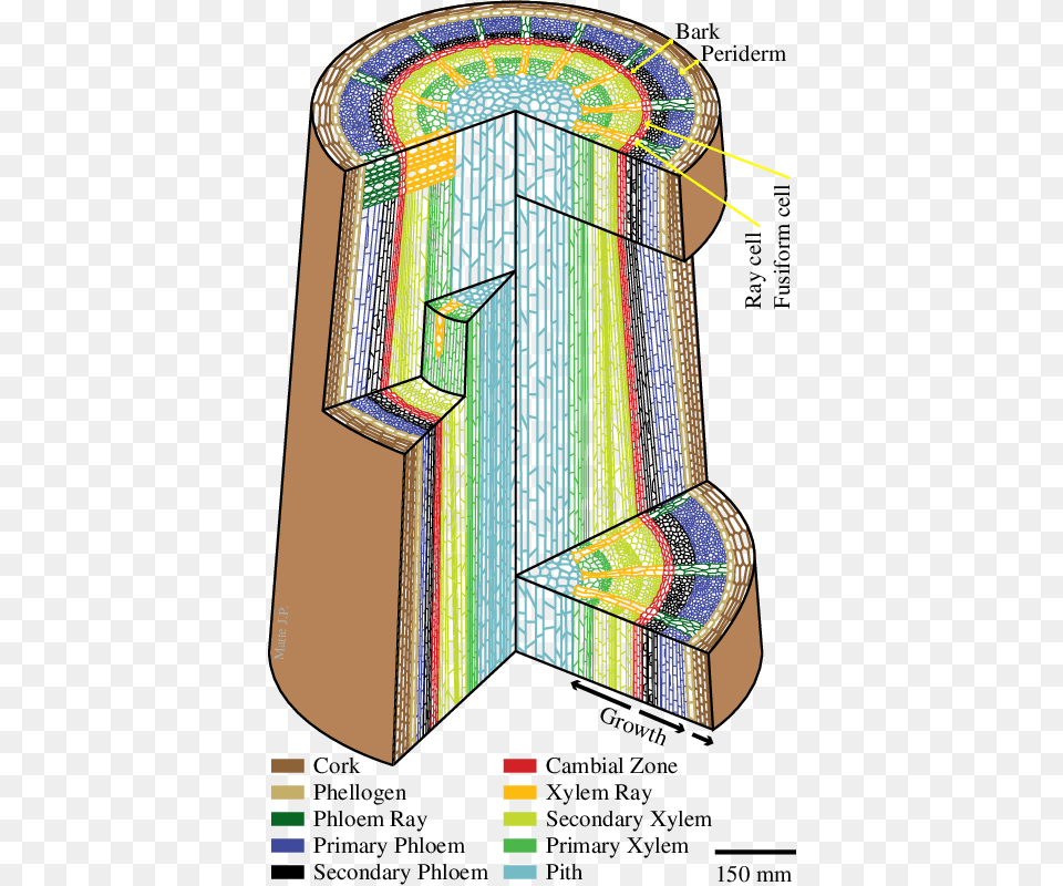 Internal Structure Of A Woody Plant Stem Xylem, Arch, Architecture Free Png Download
