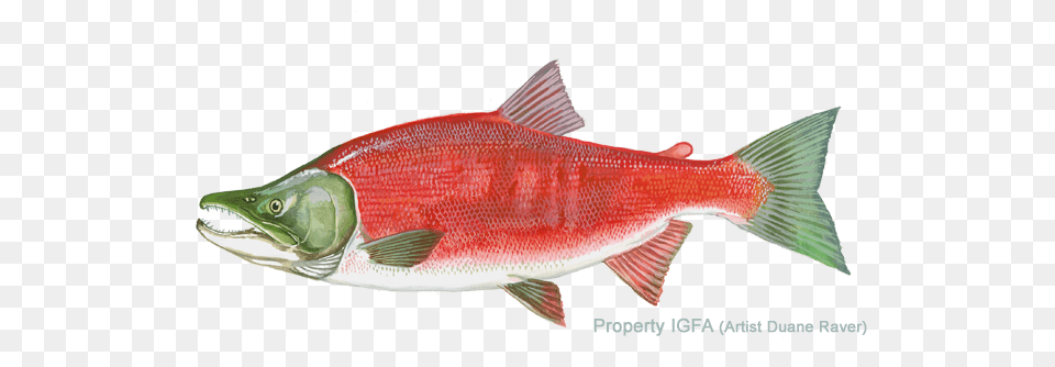 International Game Fish Association Sockeye Salmon, Animal, Sea Life, Coho Png Image