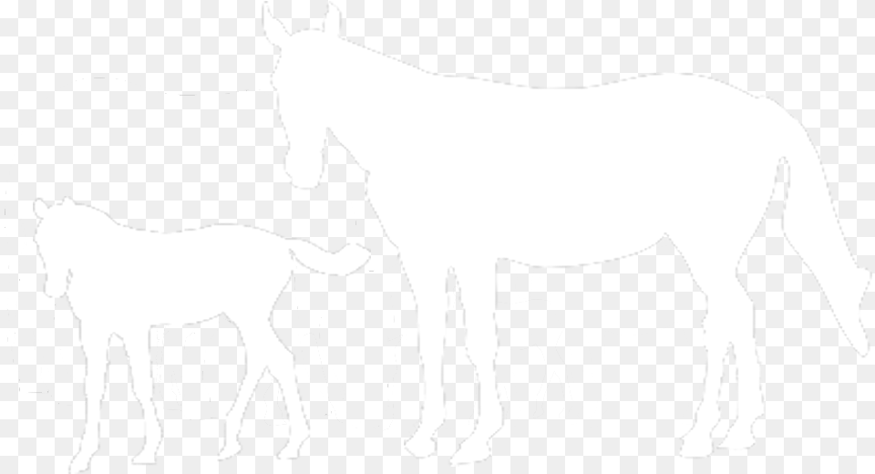 International Races, Animal, Foal, Horse, Mammal Png Image