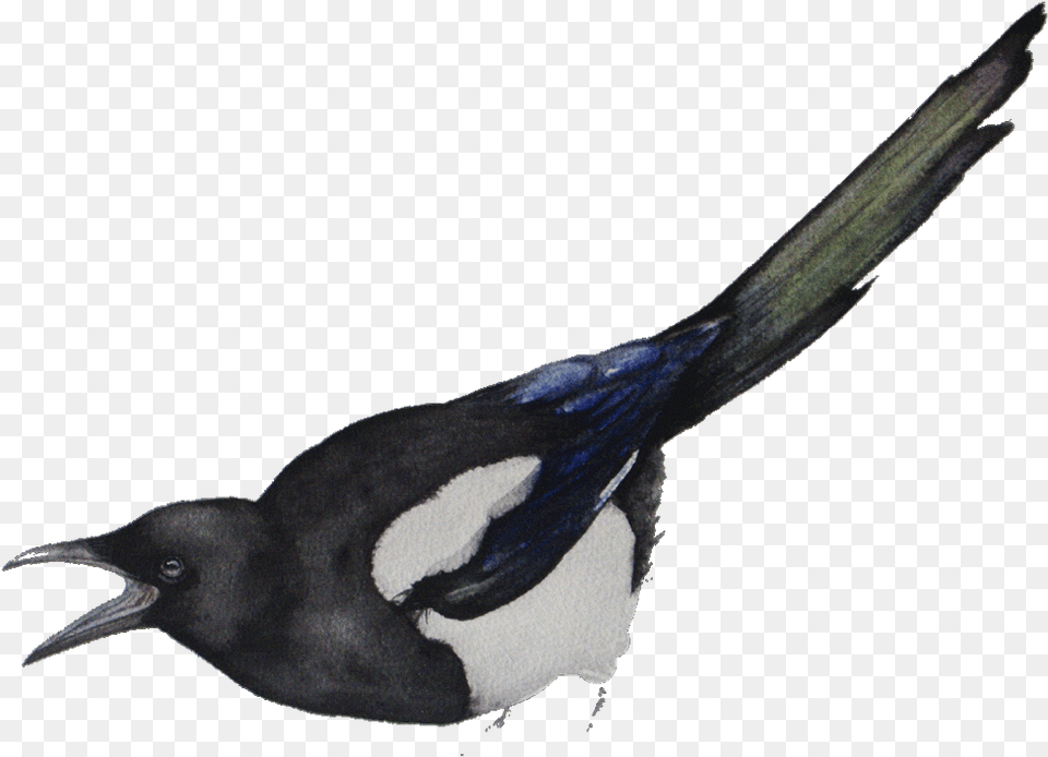 International Shipping To All Over The World Eurasian Magpie, Animal, Bird Png Image
