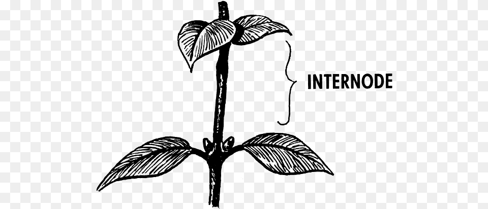 Internode T Internode In Plants, Gray Png