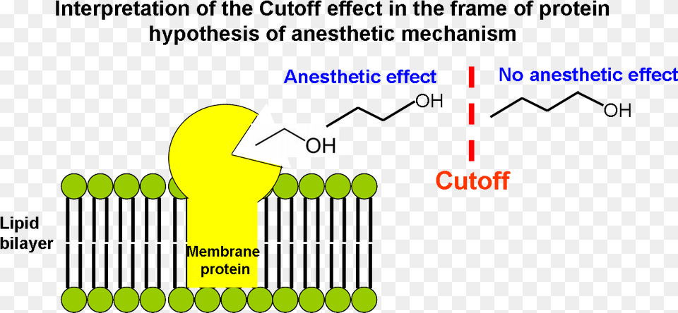 Interpretation Of The Cutoff Effect In The Frame Of Anesthesia Mechanism, Light Free Png