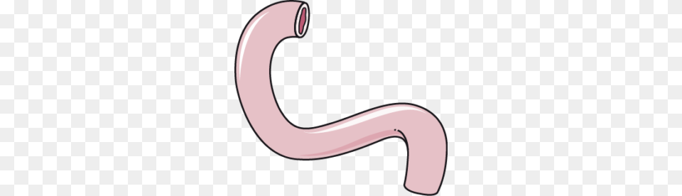 Intestine Png