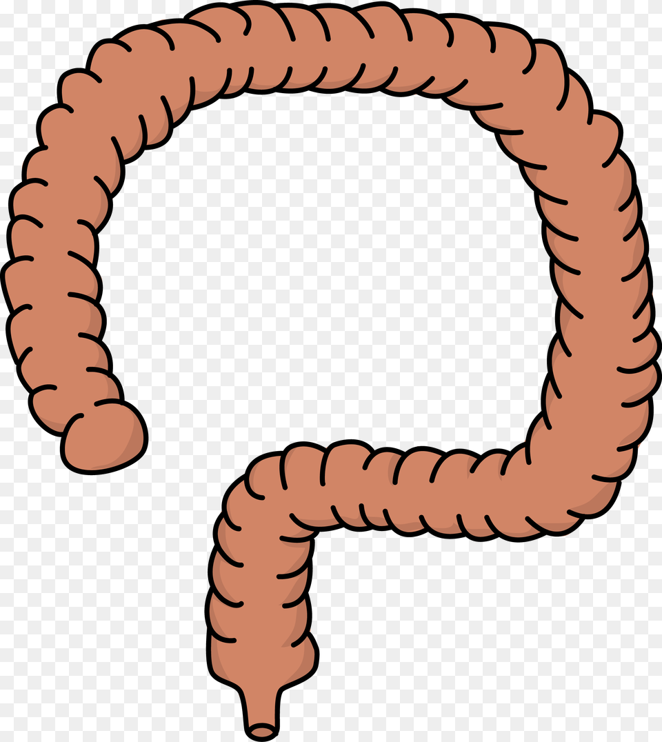Intestine Clipart, Rope, Baby, Person Png