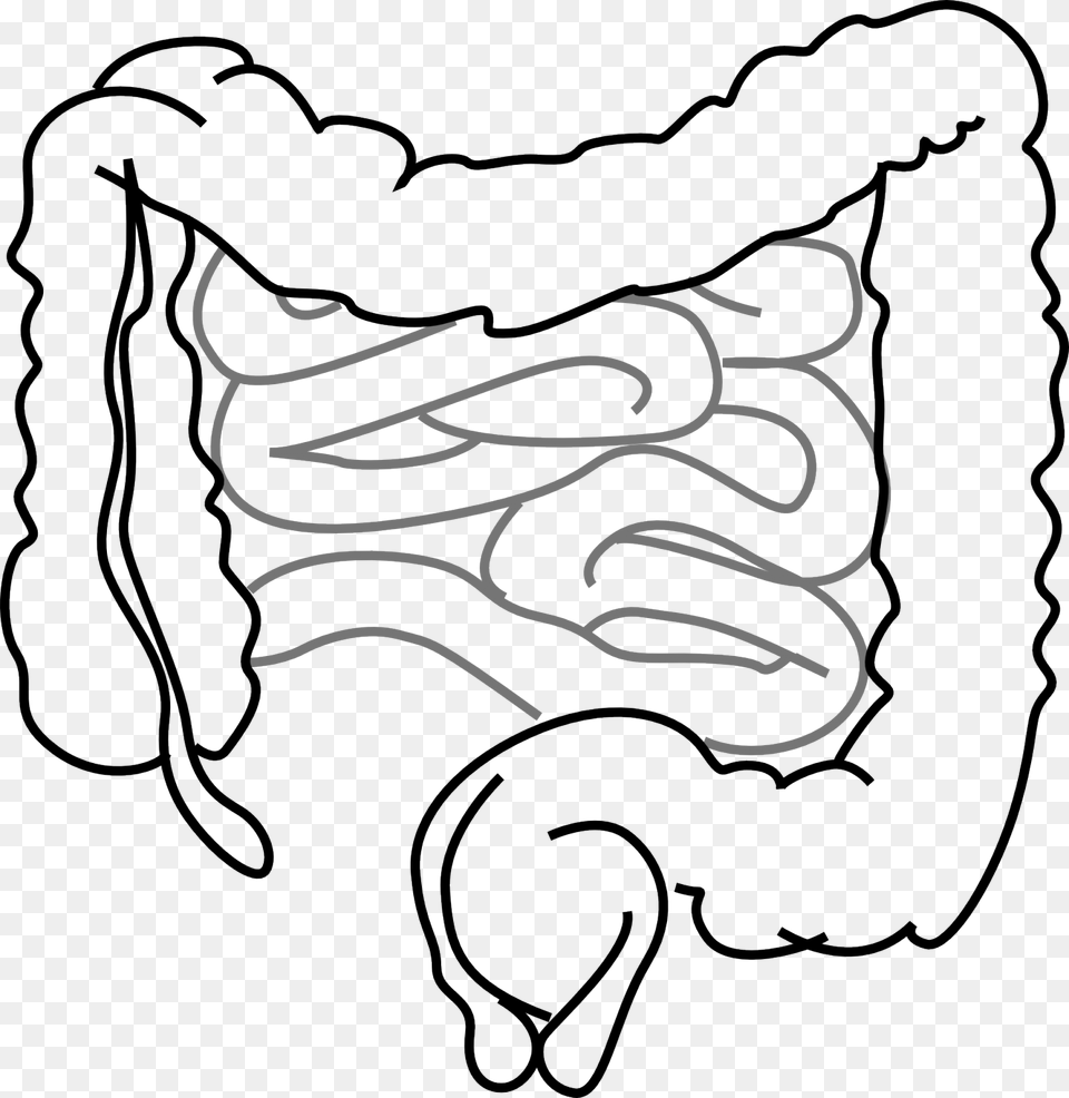 Intestines 1280 Small Intestine Clipart, Bag, Text Free Png