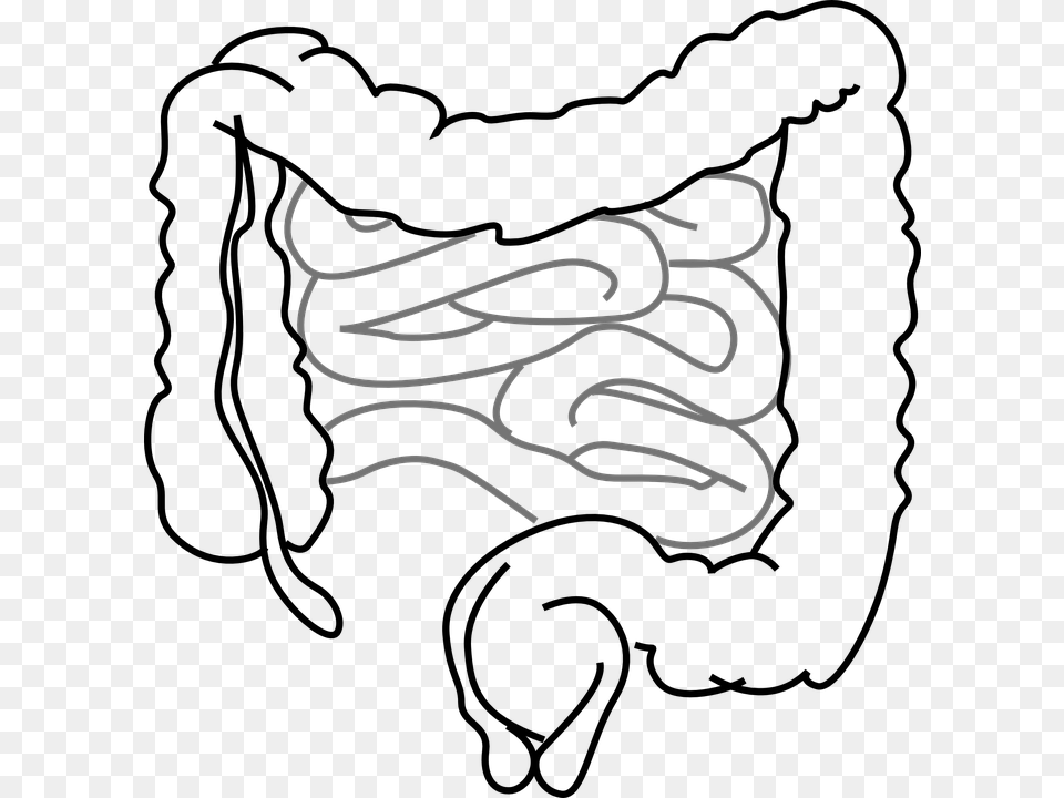 Intestines Bowel Guts Intestinal Gastrointestinal Intestines Clipart, Handwriting, Text, Calligraphy, Smoke Pipe Free Png