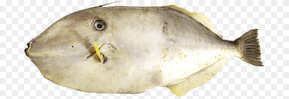 Inti Luhur Fuja Abadi Leather Jacket Fish, Animal, Sea Life Free Png Download
