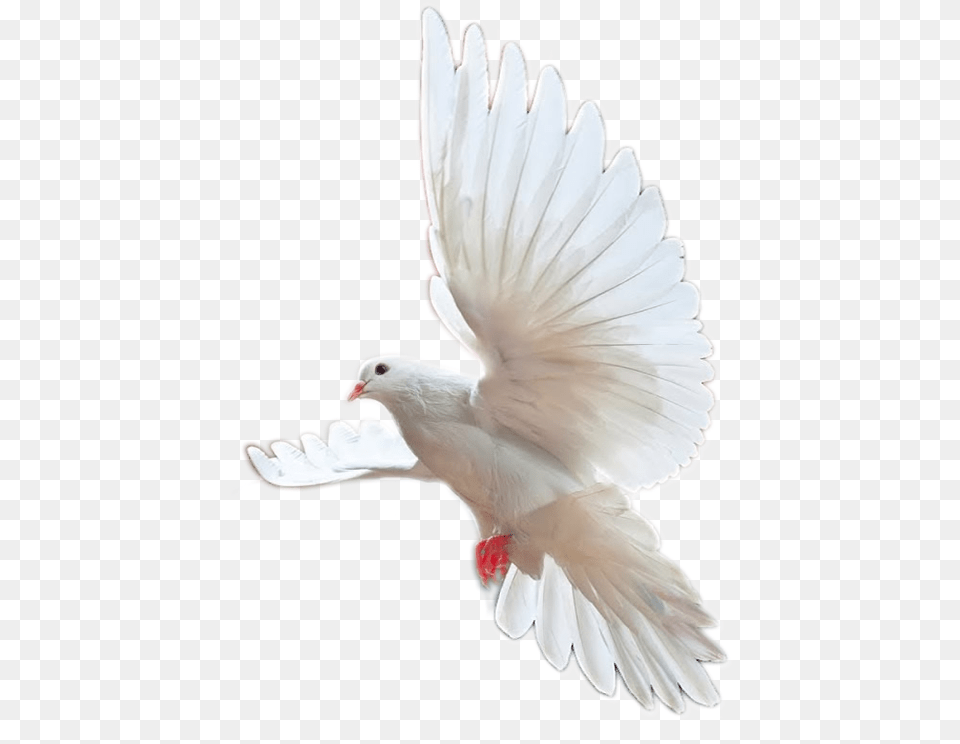 Intimate Times Of Revelations, Animal, Bird, Pigeon, Dove Free Png