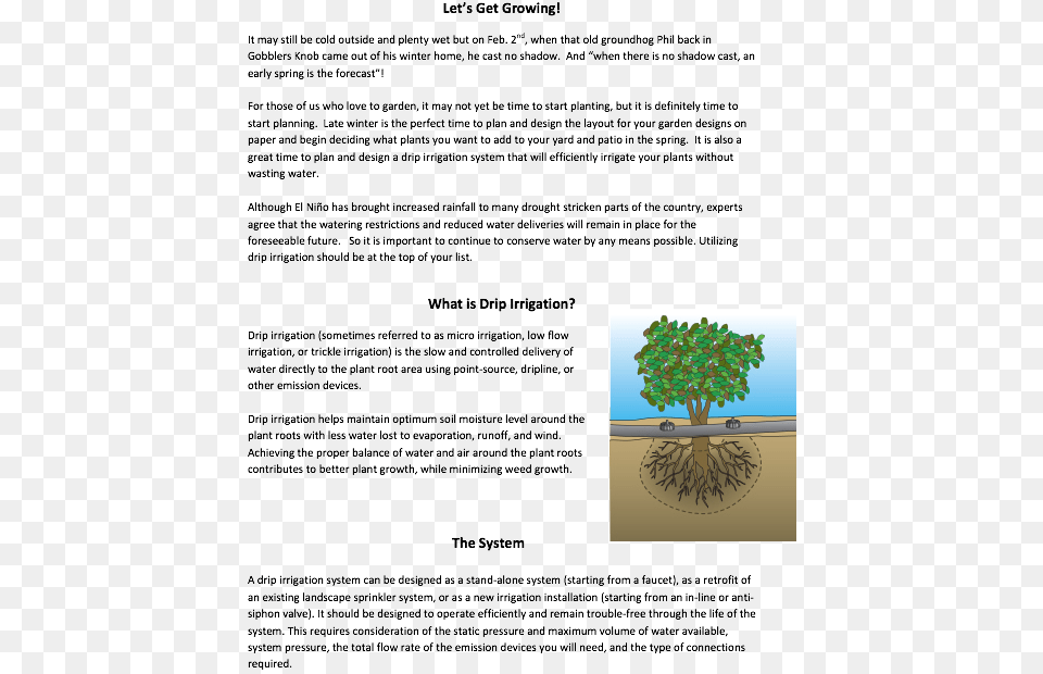 Intro To Drip Irrigation Tree, Oak, Plant, Potted Plant, Sycamore Free Png
