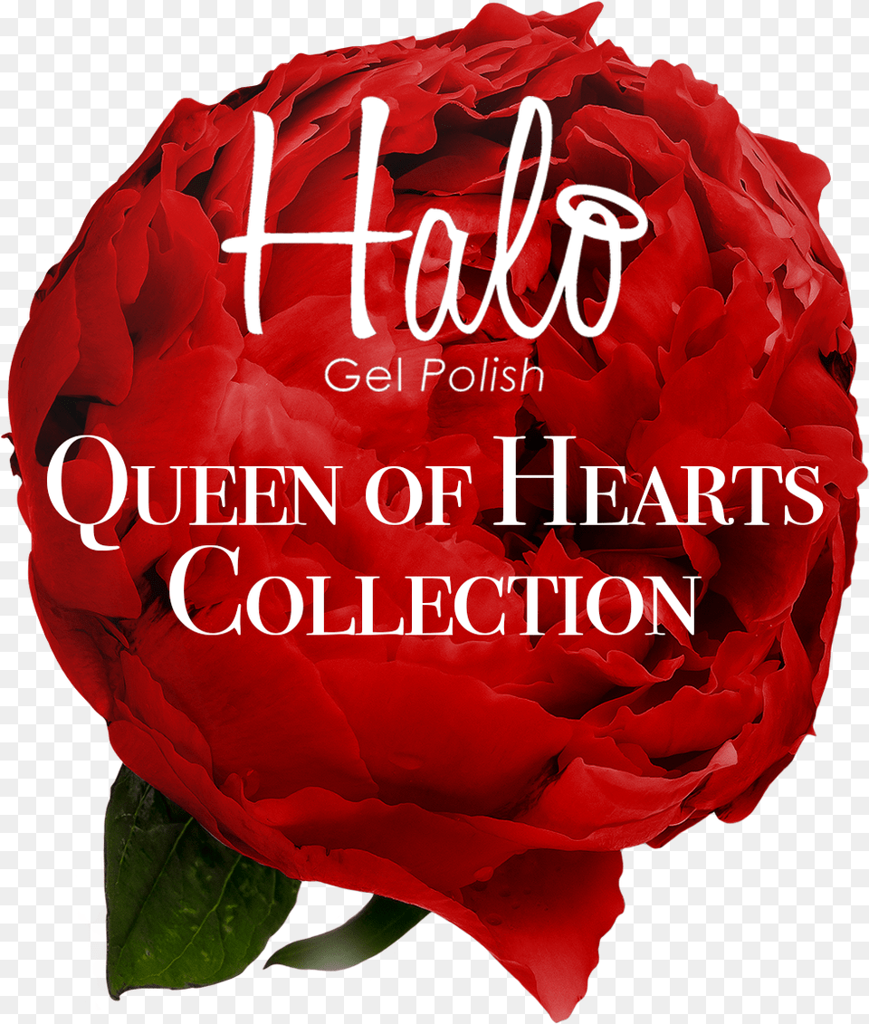 Introducing The Halo Gel Polish Queen Of Hearts Collection Greece, Flower, Plant, Rose, Petal Free Png
