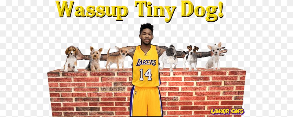 Introducing Tiny Dog Brandon Ingram Smiley Gif Lakers Brandon Ingram Tiny Dog, Animal, Photography, Pet, Mammal Free Png Download