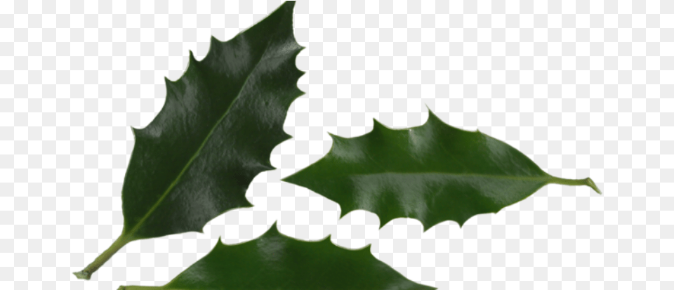 Introduction Macro Photography, Leaf, Plant, Tree, Person Png