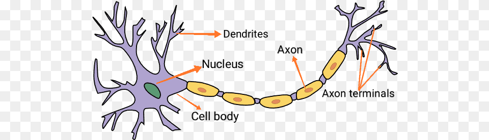 Introduction To Artificial Neural Networks In Python Neuron Clipart, Accessories, Antler, Appliance, Ceiling Fan Free Png