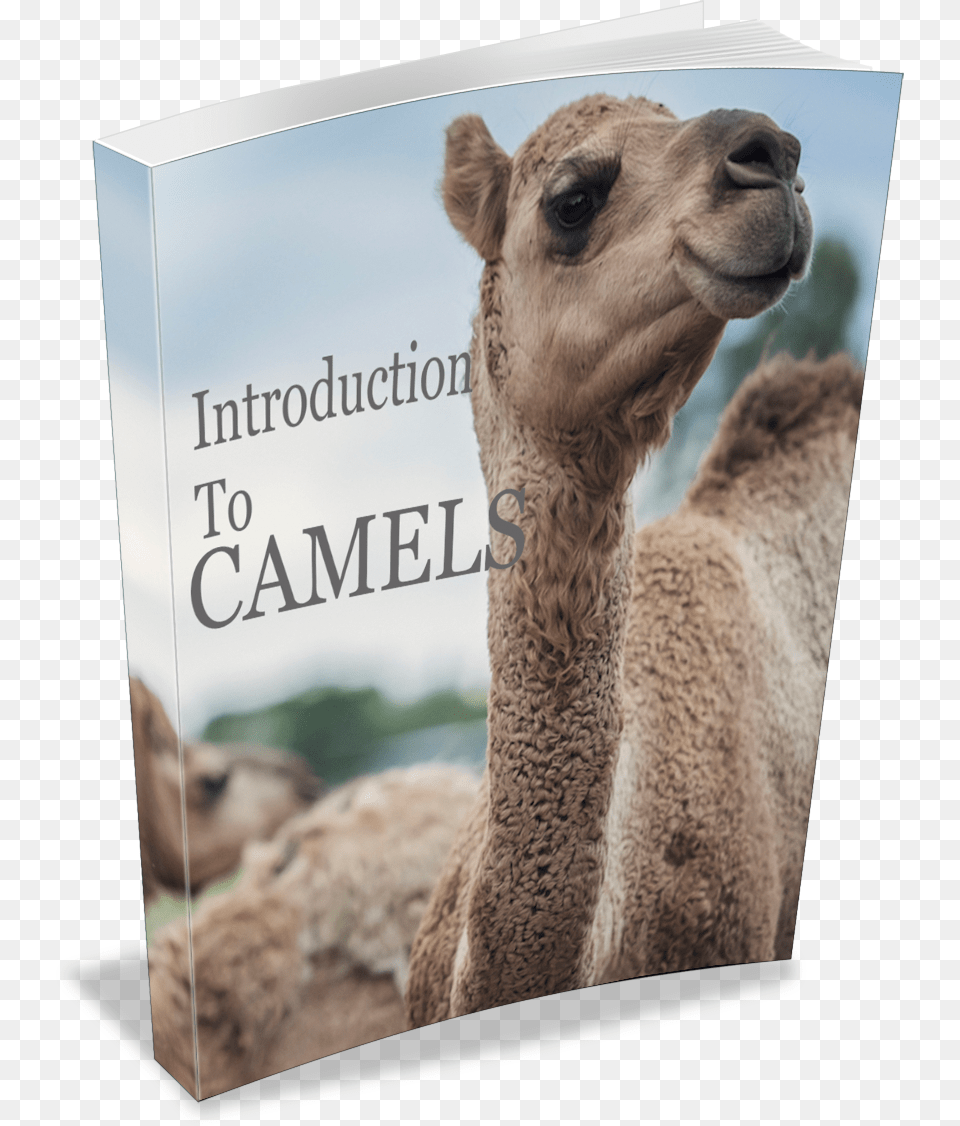 Introduction To Camels Book Arabian Camel, Animal, Mammal, Face, Head Png
