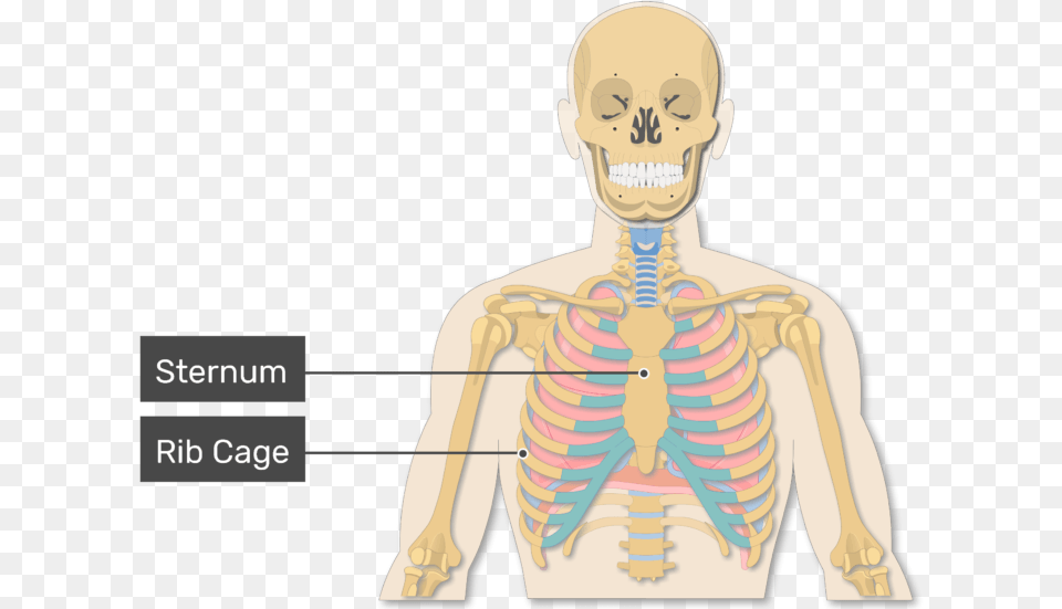 Introduction To Lungs A View Of The Illustration, Adult, Male, Man, Person Png