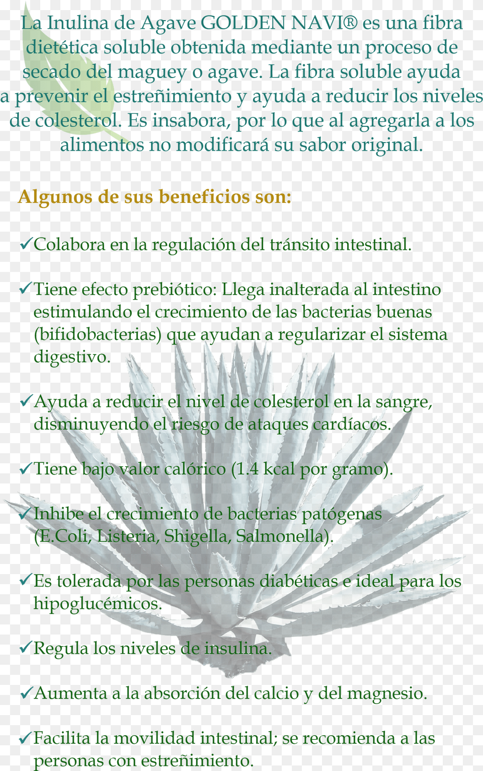 Inulina De Agave Document, Plant, Agavaceae Png Image