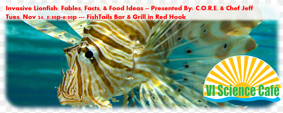 Invasive Lionfish Facts Fables And Food Ideas Lionfish, Water, Aquatic, Sea Life, Animal Free Png Download