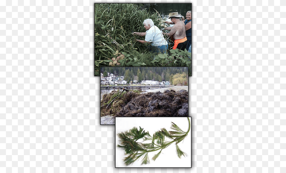 Invasive Plants Cultus Lake, Art, Plant, Herbal, Herbs Free Png