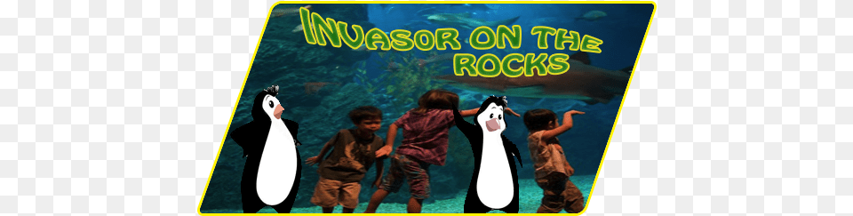 Invasor On The Rocks Siam Ocean World Bangkok, Animal, Penguin, Bird, Person Png