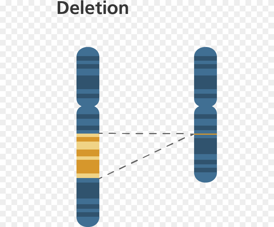 Inversion On A Chromosome Free Png Download