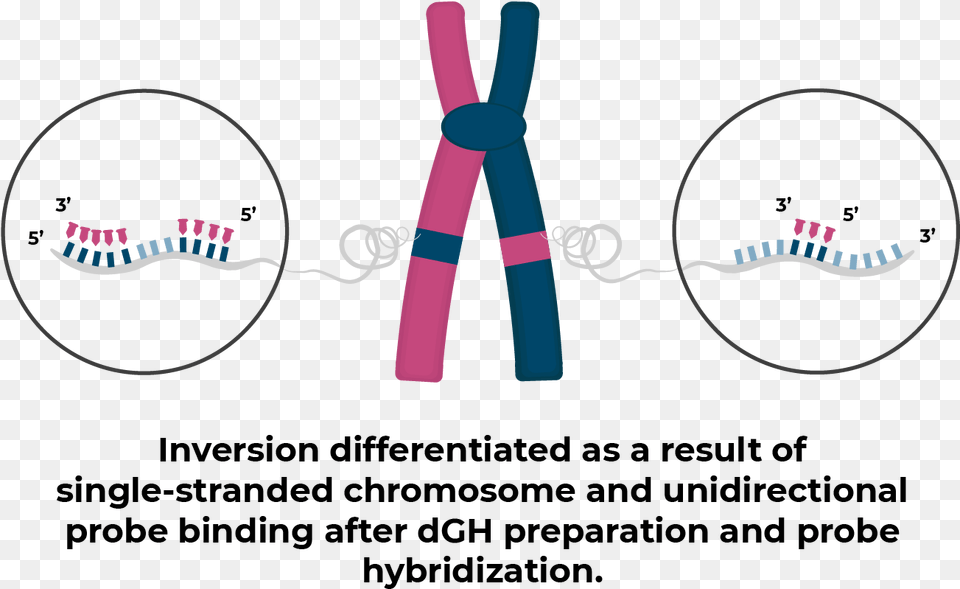 Inversion With Dgh Circle, Knot, Dynamite, Weapon, Smoke Pipe Png