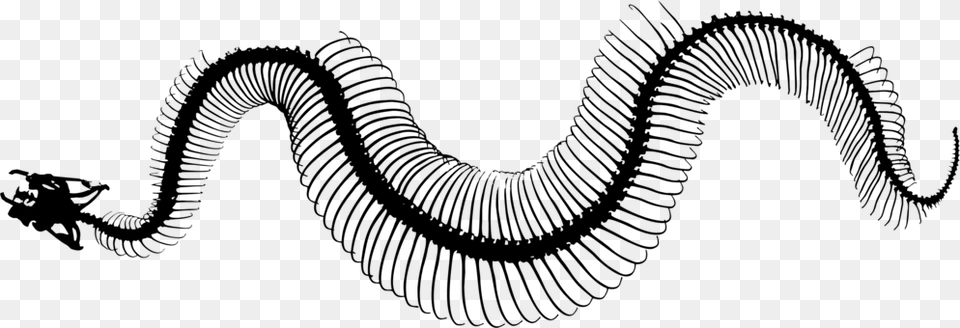 Invertebrate Snakes Line Art Silhouette Snake Skeleton Snakes Skeleton Black And White, Gray Free Transparent Png