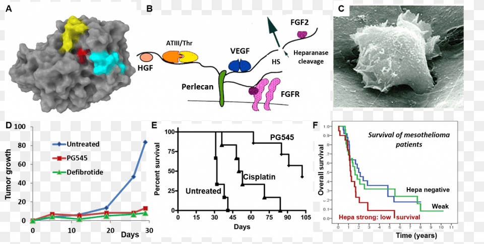 Involvement Of Heparanase In The Pathogenesis Of Mesothelioma Floor Plan, Chart, Plot Png