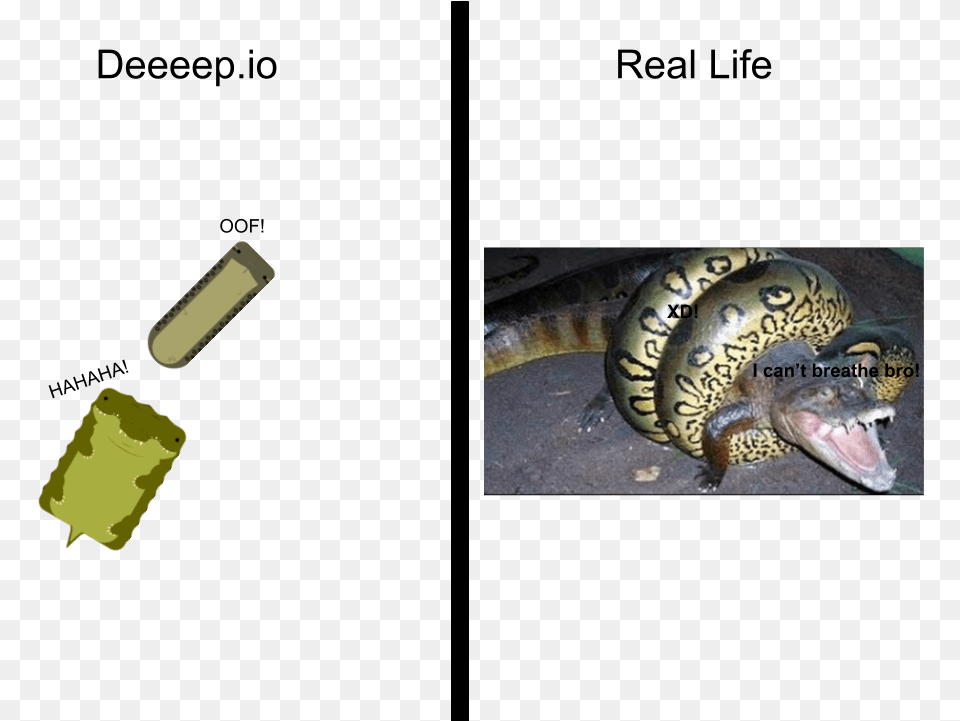 Io Vs Real Life Crocodile, Animal, Reptile, Sea Life, Turtle Png