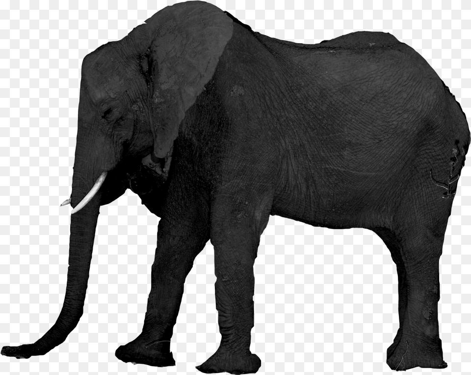 Iofmoon, Animal, Elephant, Mammal, Wildlife Png Image