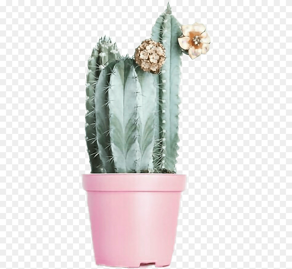 Iok Picsart Tumblr Ayigomez Cactusinstagram Cactus In Pot, Plant, Potted Plant, Food, Fruit Png Image