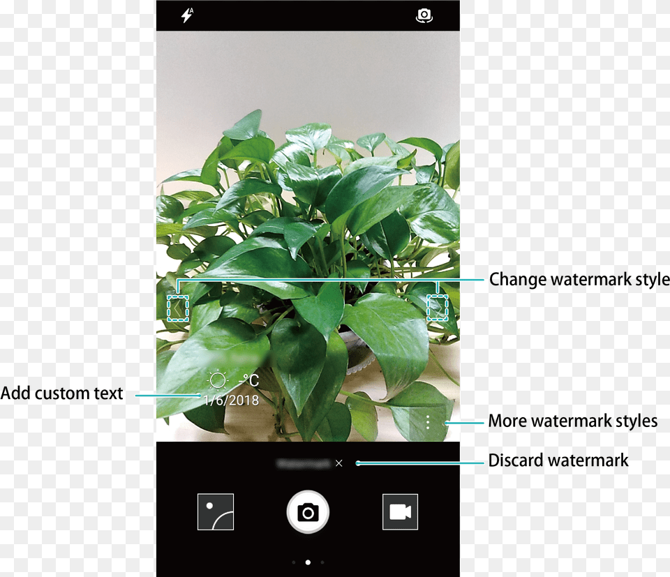 Iphone, Leaf, Plant, Potted Plant, Electronics Free Transparent Png