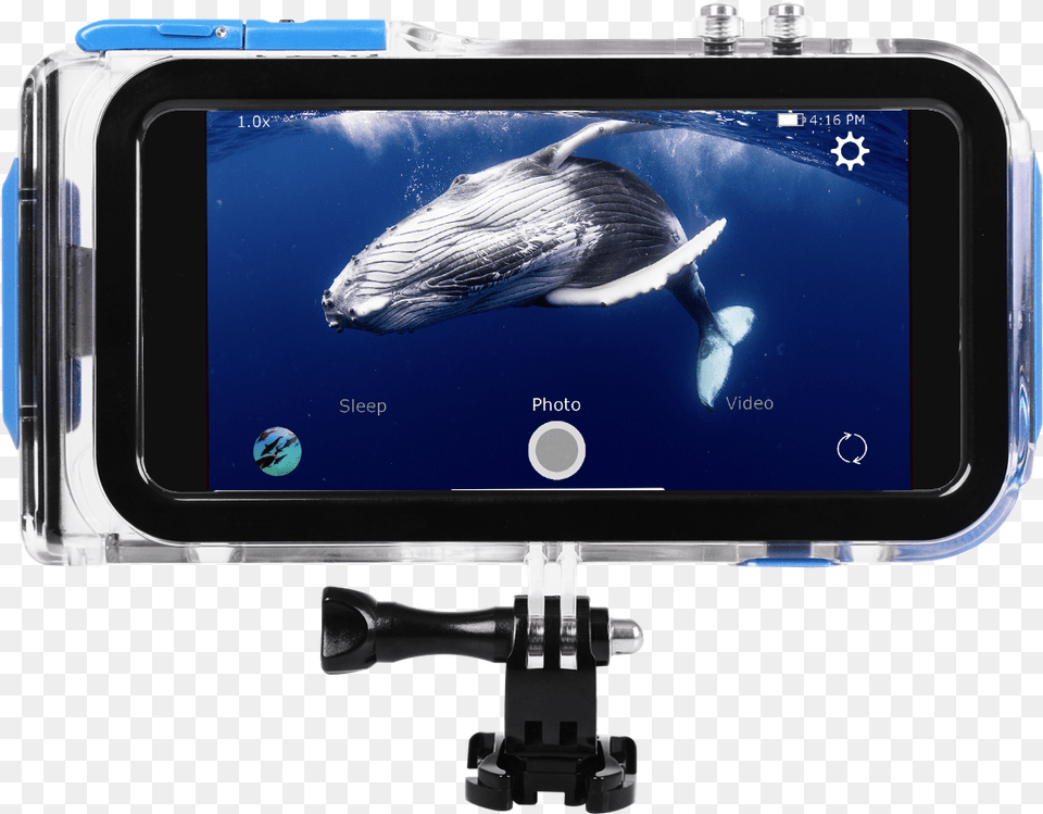 Iphone, Animal, Sea Life, Fish, Screen Free Png