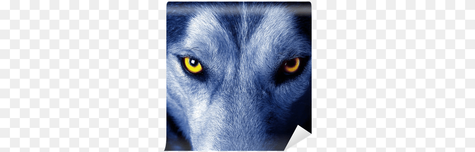 Iphone 6 Plus6s Plus 55 Inchcase Wolfapple Iphone, Animal, Canine, Dog, Husky Png