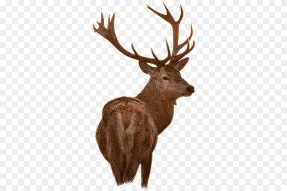 Iphone 7 Wallpaper Buck, Animal, Deer, Mammal, Wildlife Free Transparent Png