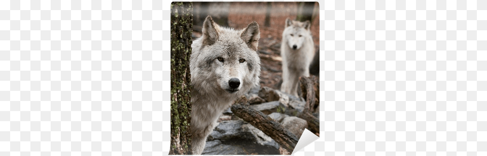 Iphone 7 Wolf Wallpaper Full Hd, Animal, Mammal, Canine, Dog Free Png