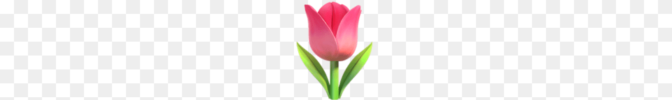 Iphone Emoji Flowers Tulip, Flower, Plant, Petal Png Image