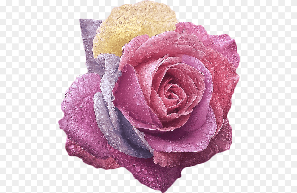 Iphone Flower Wallpaper 4k, Plant, Rose, Petal Free Png