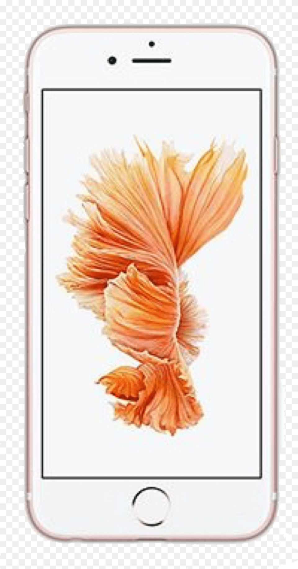 Iphone Iphone6 Iphone7 Apple Phone Trendy Basic Rose Gold Iphone 6 Plus, Electronics, Mobile Phone, Flower, Petal Free Transparent Png