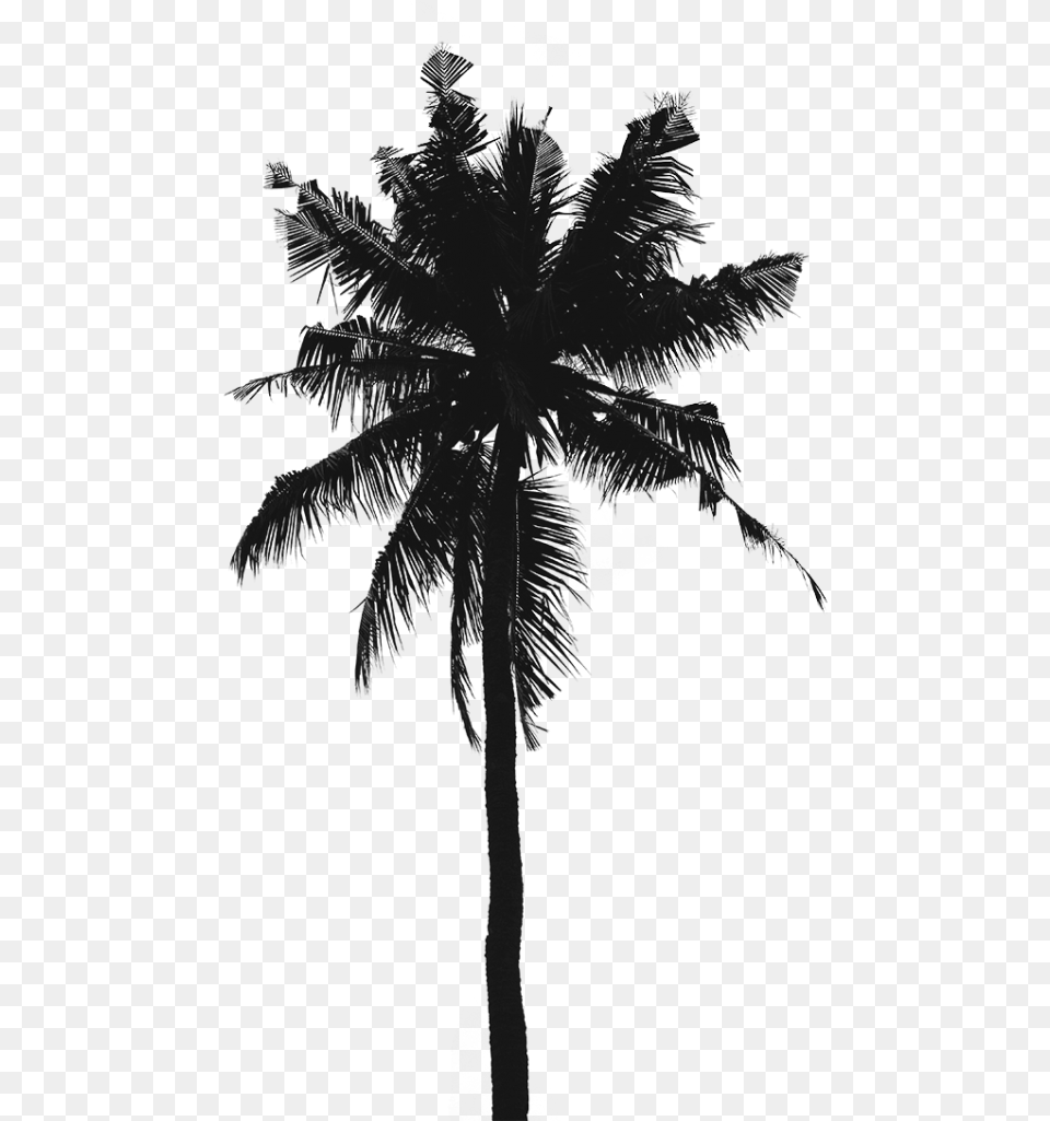 Iphone Wallpaper Hd Palm Tree, Palm Tree, Plant, Silhouette, Nature Free Png