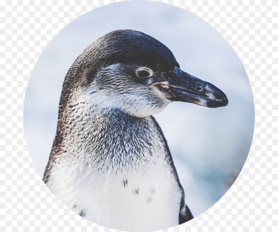 Iphone Xs Max Wallpaper Penguins, Animal, Bird, Penguin, Beak Free Png Download