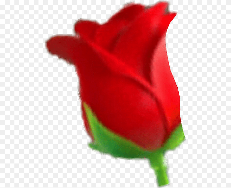 Iphoneemoji Rose, Flower, Plant, Tulip Png