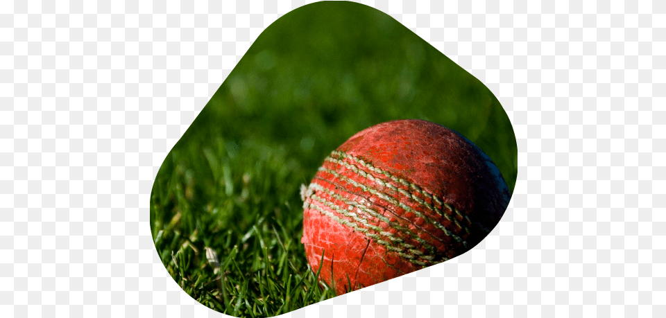 Ipl 2020 New One Who Does Not Love The Nature Cannot Love Anything In Life, Sphere, Ball, Cricket, Cricket Ball Free Transparent Png
