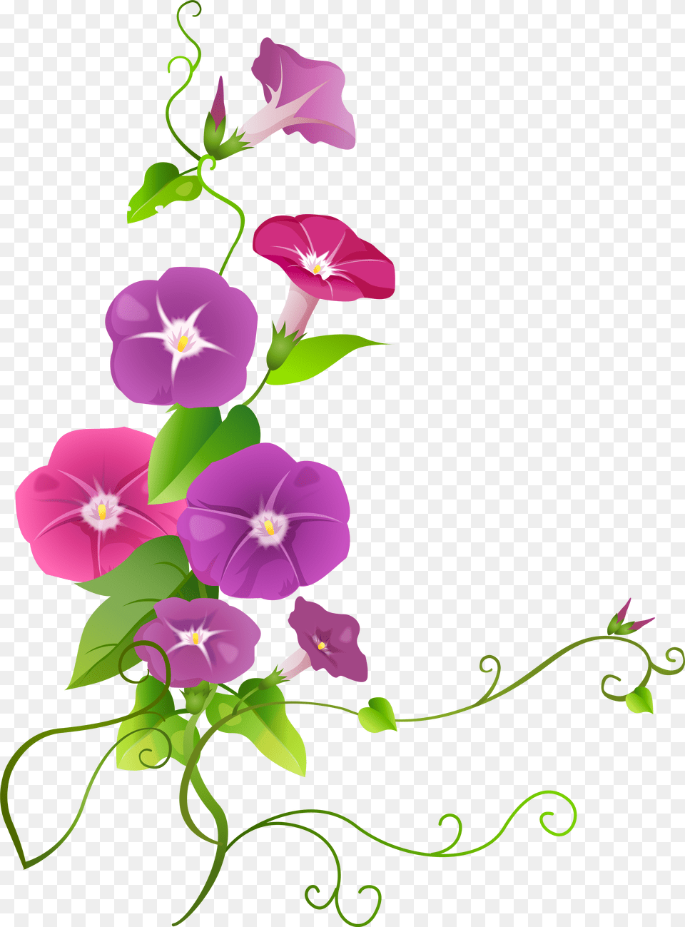 Ipomoea Flower Clip Art Download Ipomoea, Floral Design, Graphics, Pattern, Plant Png Image