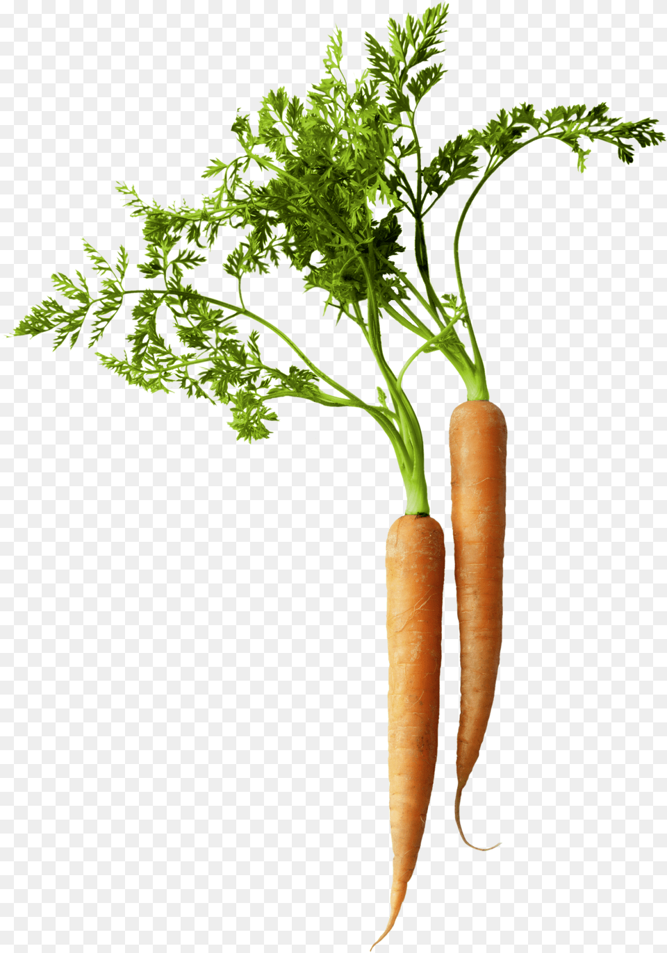 Iq Carrot, Food, Plant, Produce, Vegetable Free Png Download
