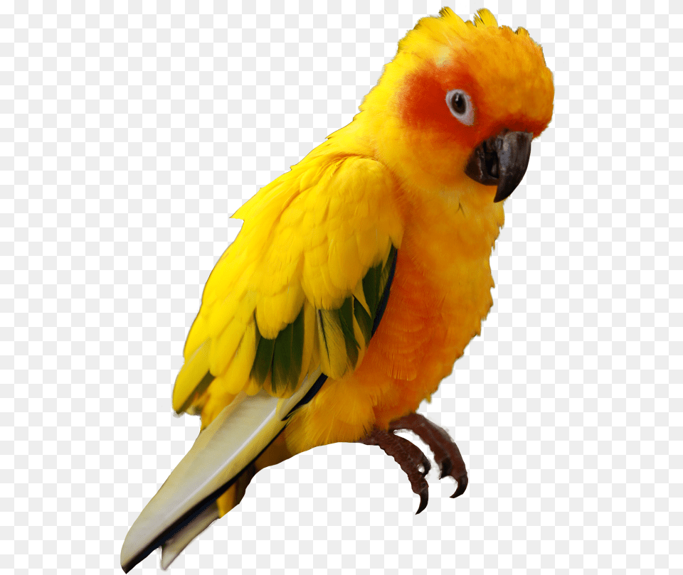 Iqbirdtesting U2013 Avian Dna Bird Analysis 1199 Sexing Excotic Birds, Animal, Parrot, Parakeet Free Transparent Png
