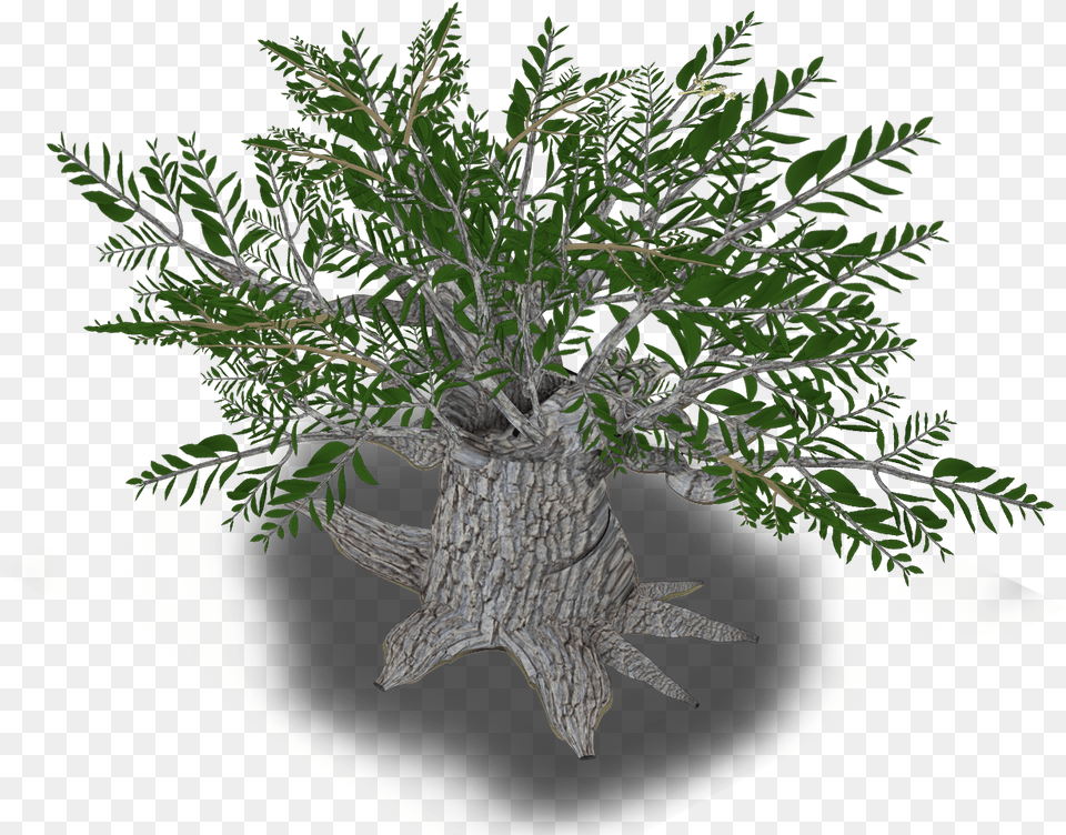 Iran Olive Tree Plant Western Asia Olive, Leaf, Potted Plant, Herbal, Herbs Free Png