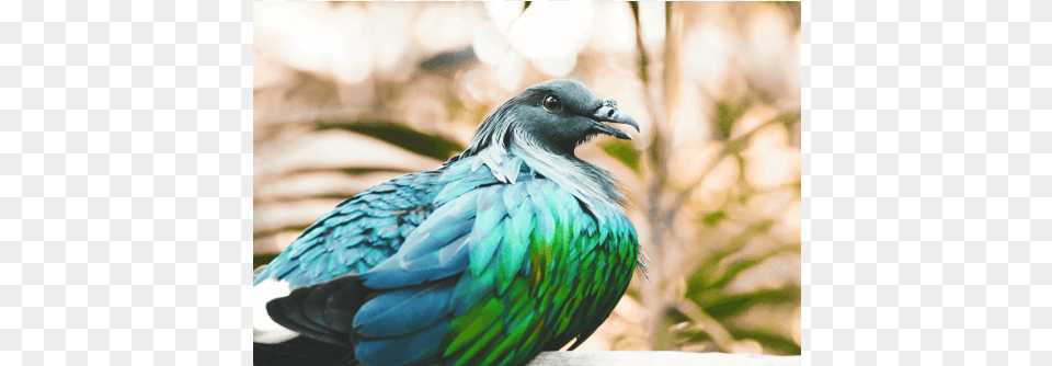 Iridescent Pigeon Nicobar Pigeon, Animal, Bird, Dove Png