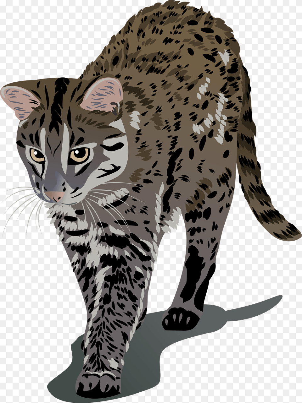 Iriomote Cat Clipart, Animal, Mammal, Ocelot, Wildlife Free Png