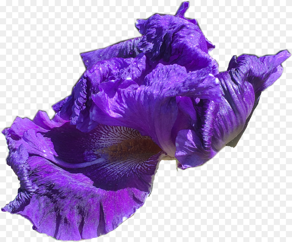 Iris, Flower, Plant, Purple, Rose Free Transparent Png